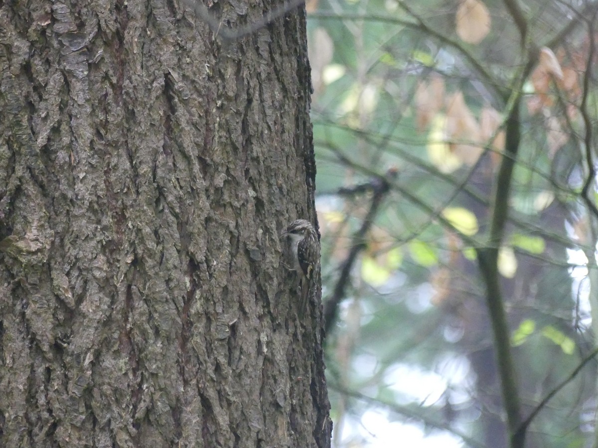 Brown Creeper - ML645404000
