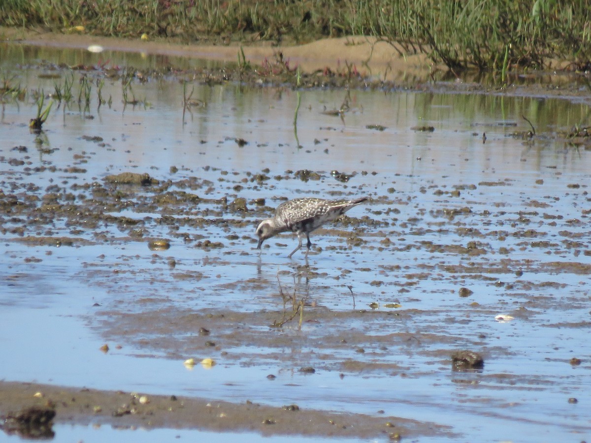 American Golden-Plover - ML645404003