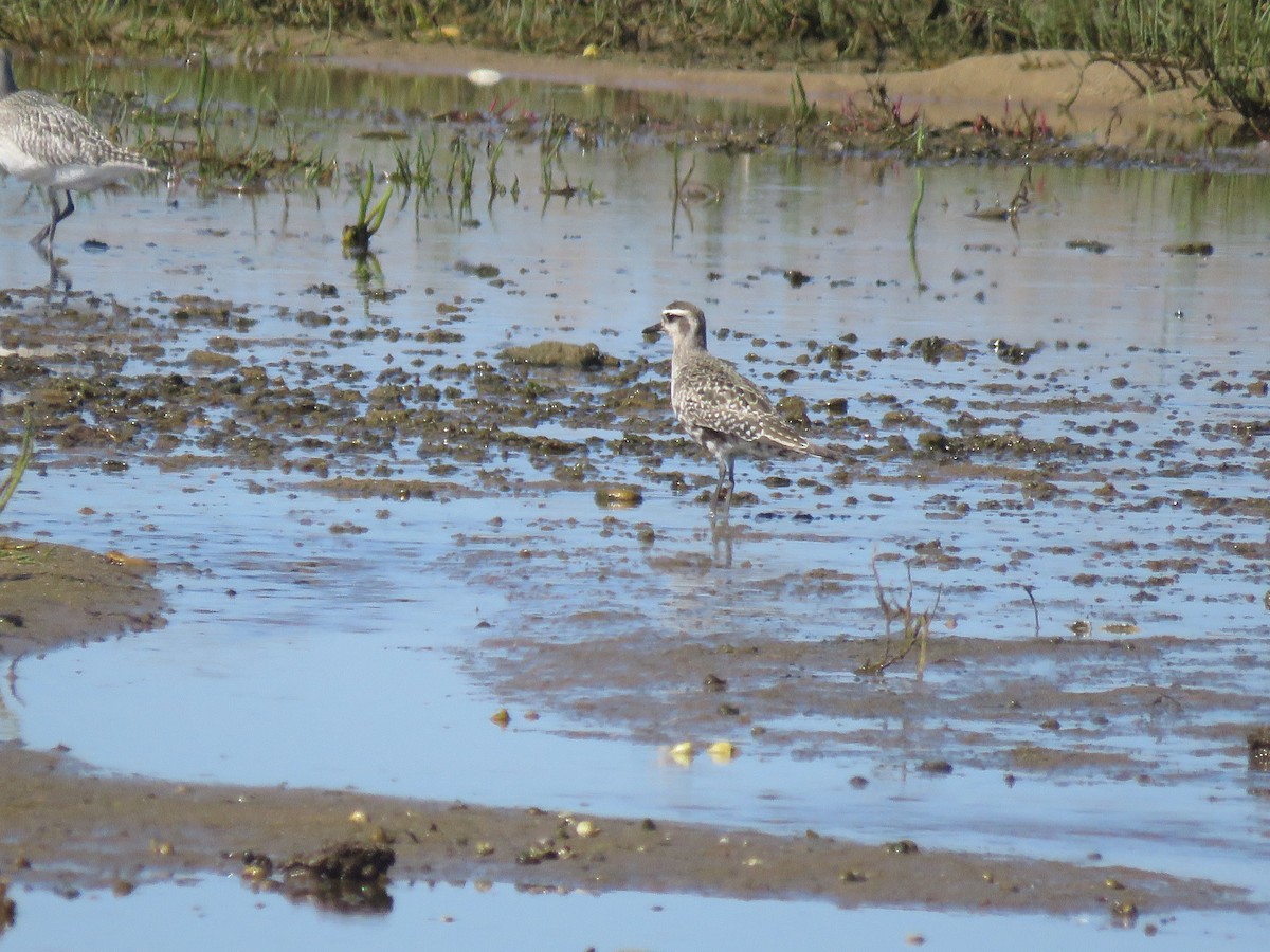 American Golden-Plover - ML645404004