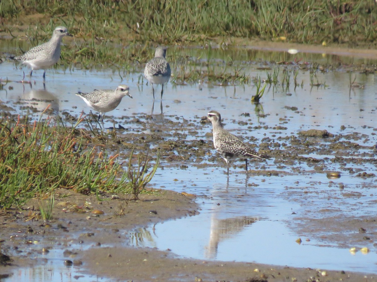 American Golden-Plover - ML645404007