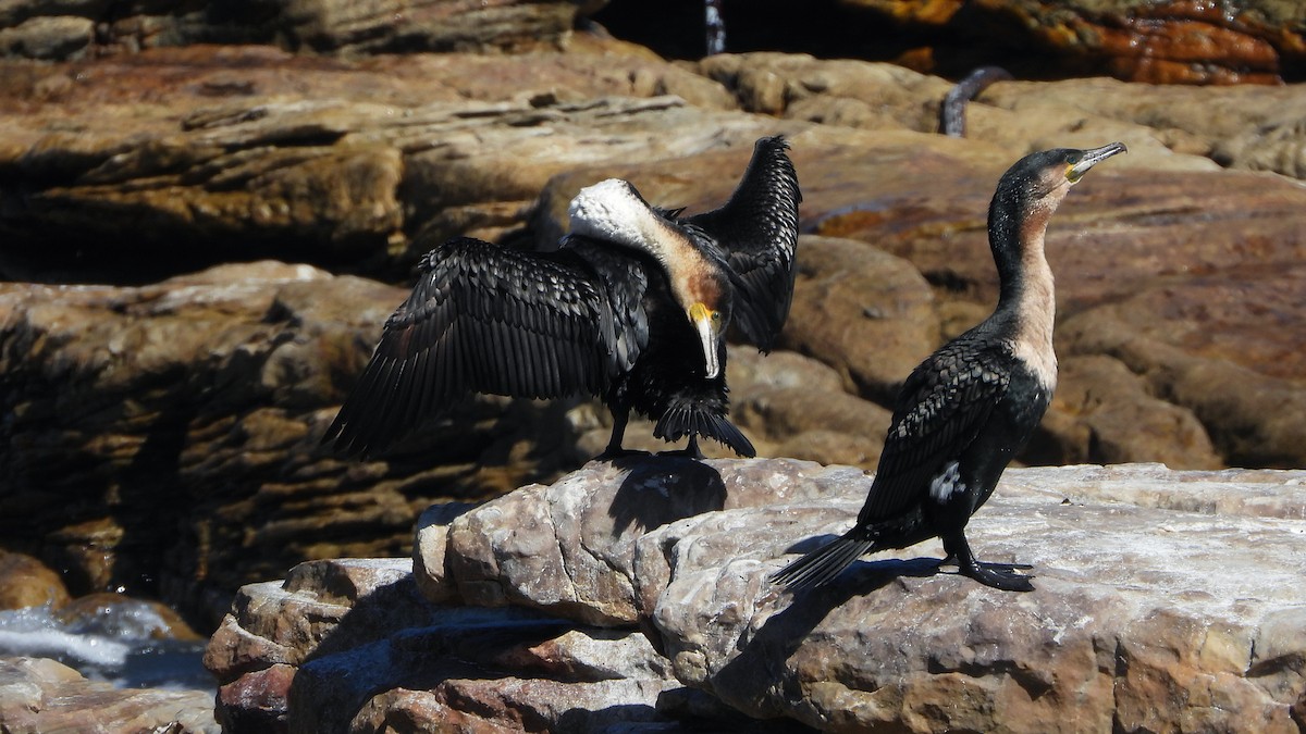 kormorán velký - ML645404012