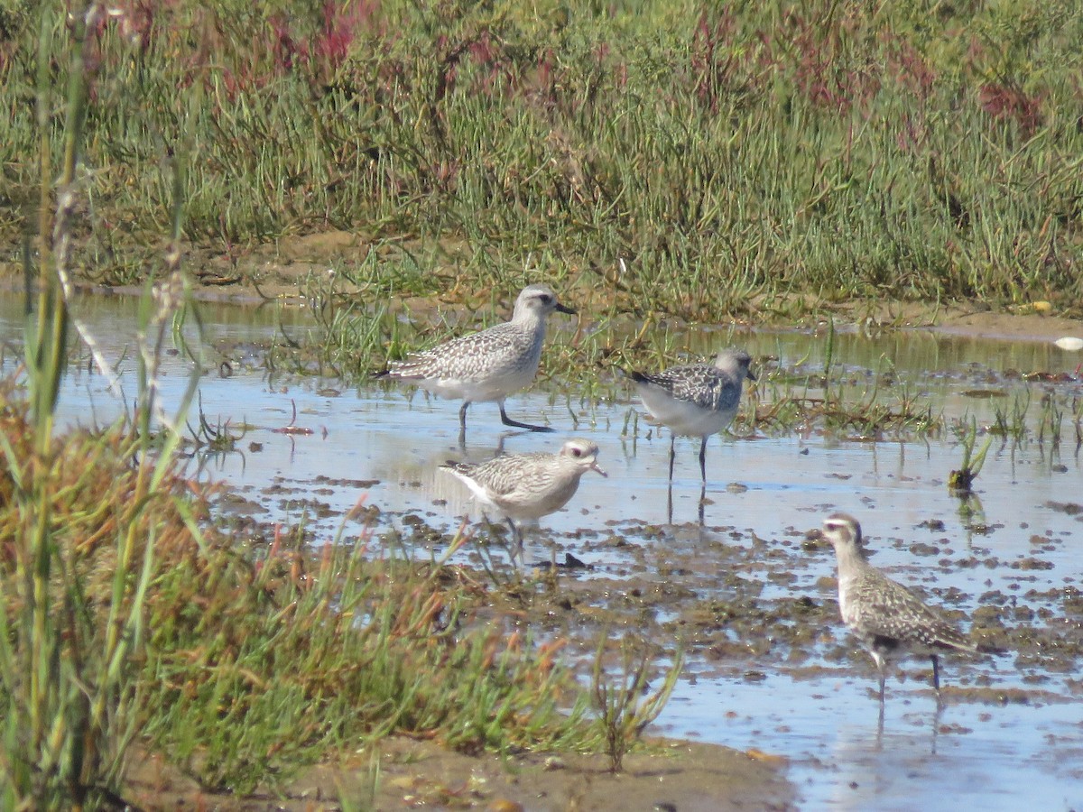 חופזי מנומר - ML645404016
