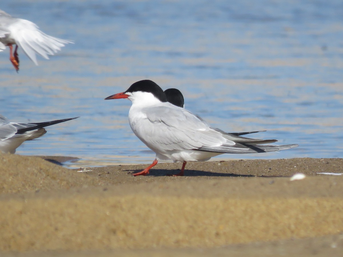 Common Tern - ML645404044