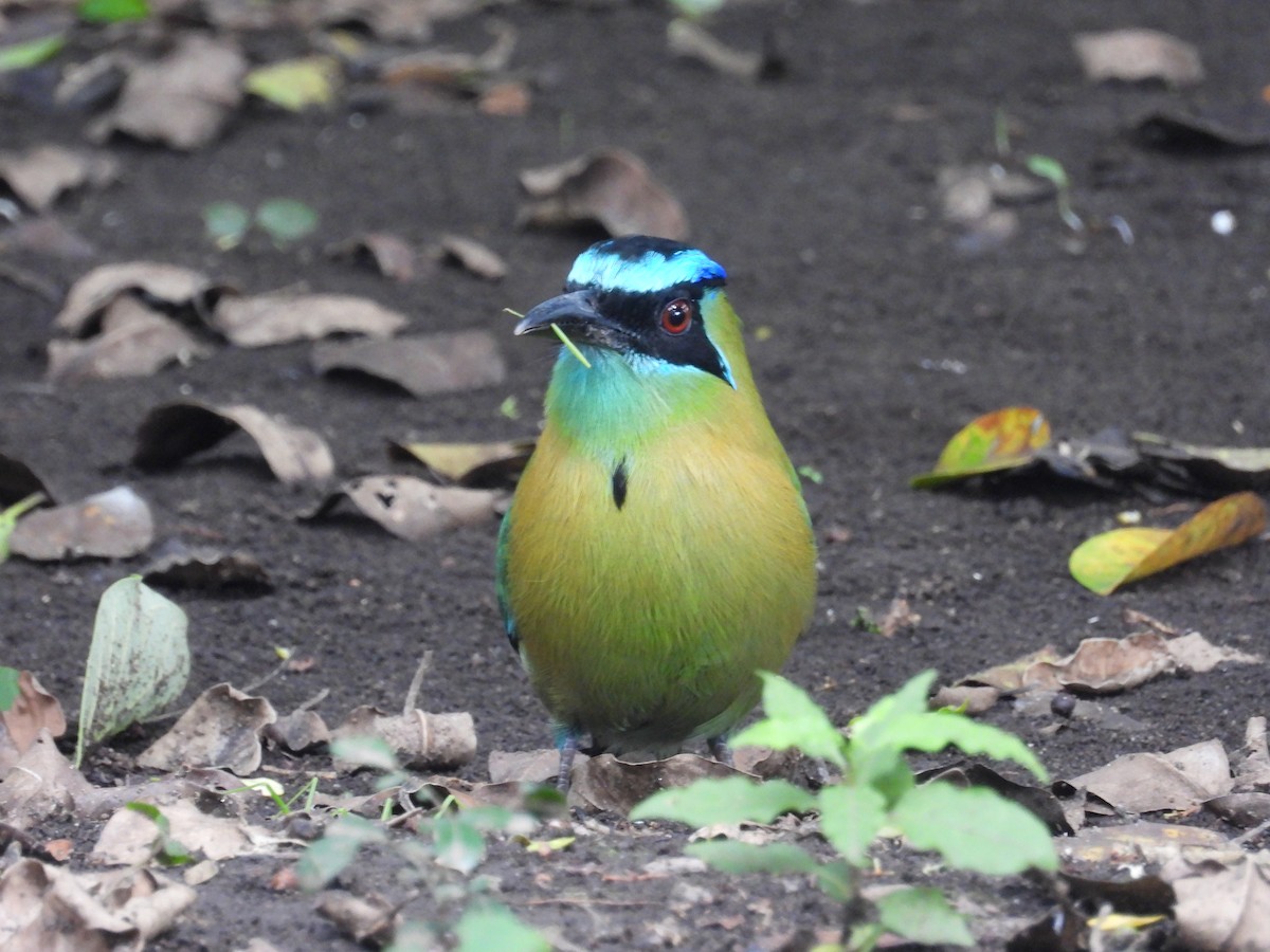 Lesson Motmotu - ML645404054