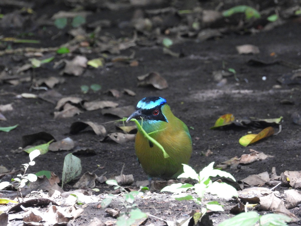 Lesson Motmotu - ML645404070