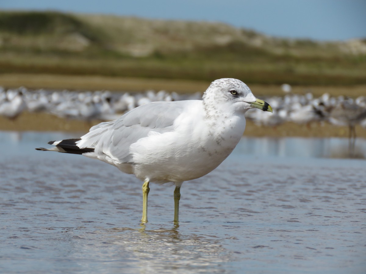 Ring-billed Gull - ML645404072
