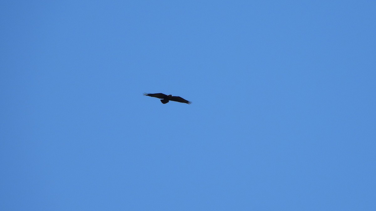 White-necked Raven - ML645404080