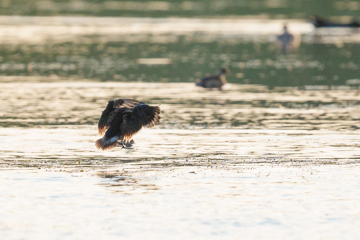 Coromandelgo antzaratxoa - ML645404081