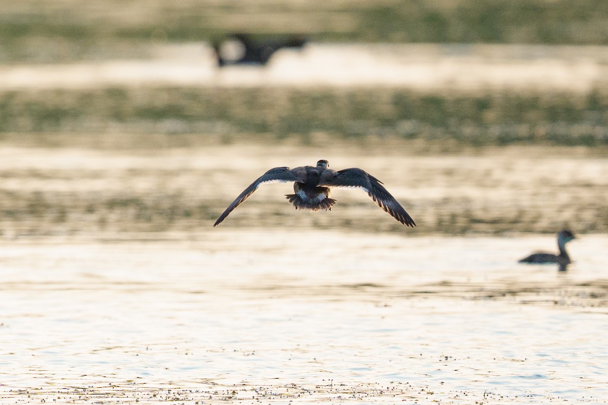 Coromandelgo antzaratxoa - ML645404082