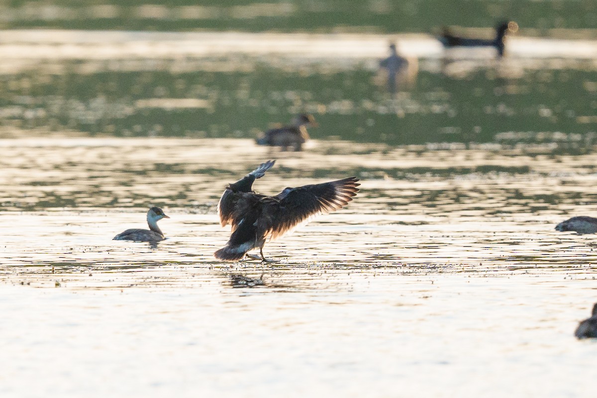 Coromandelgo antzaratxoa - ML645404083