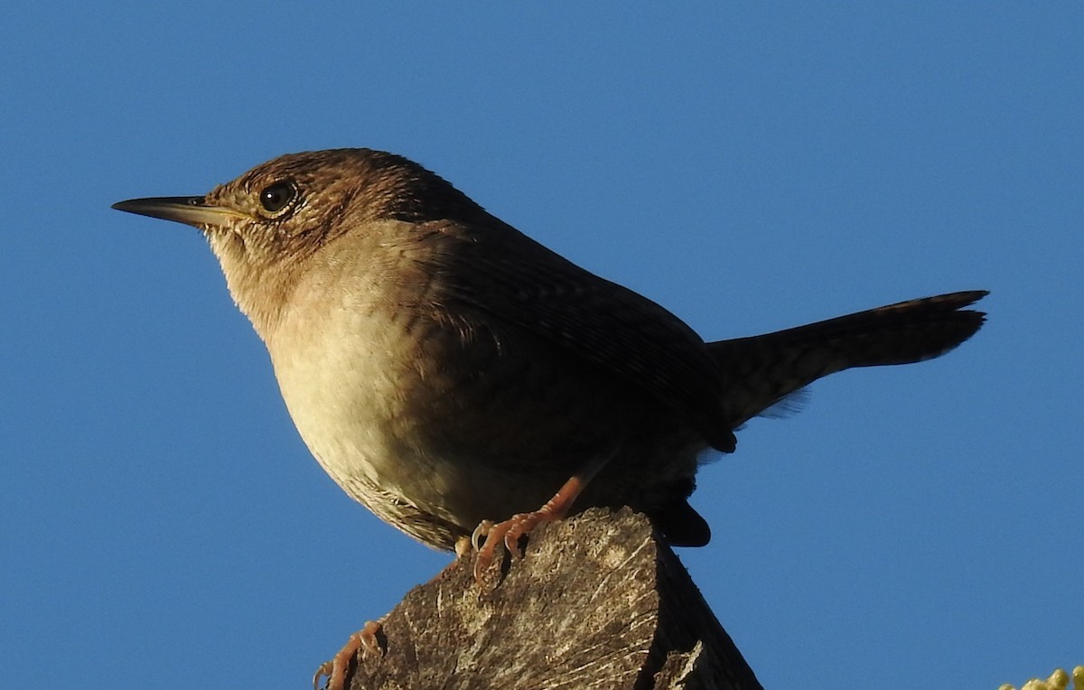 Northern House Wren - ML645404105