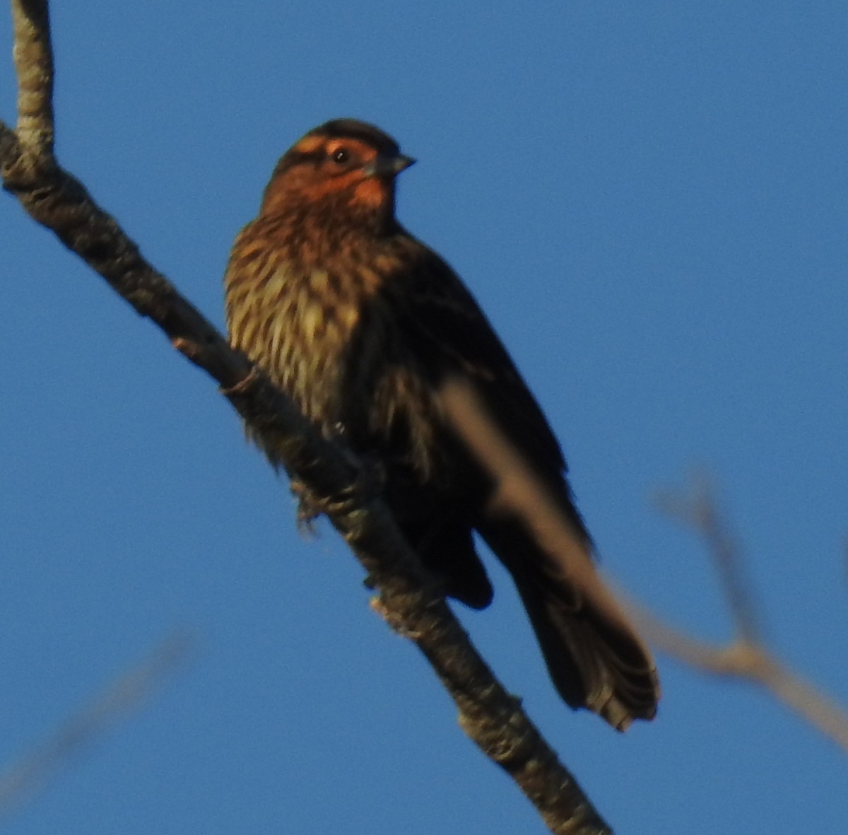 Red-winged Blackbird - ML645404121