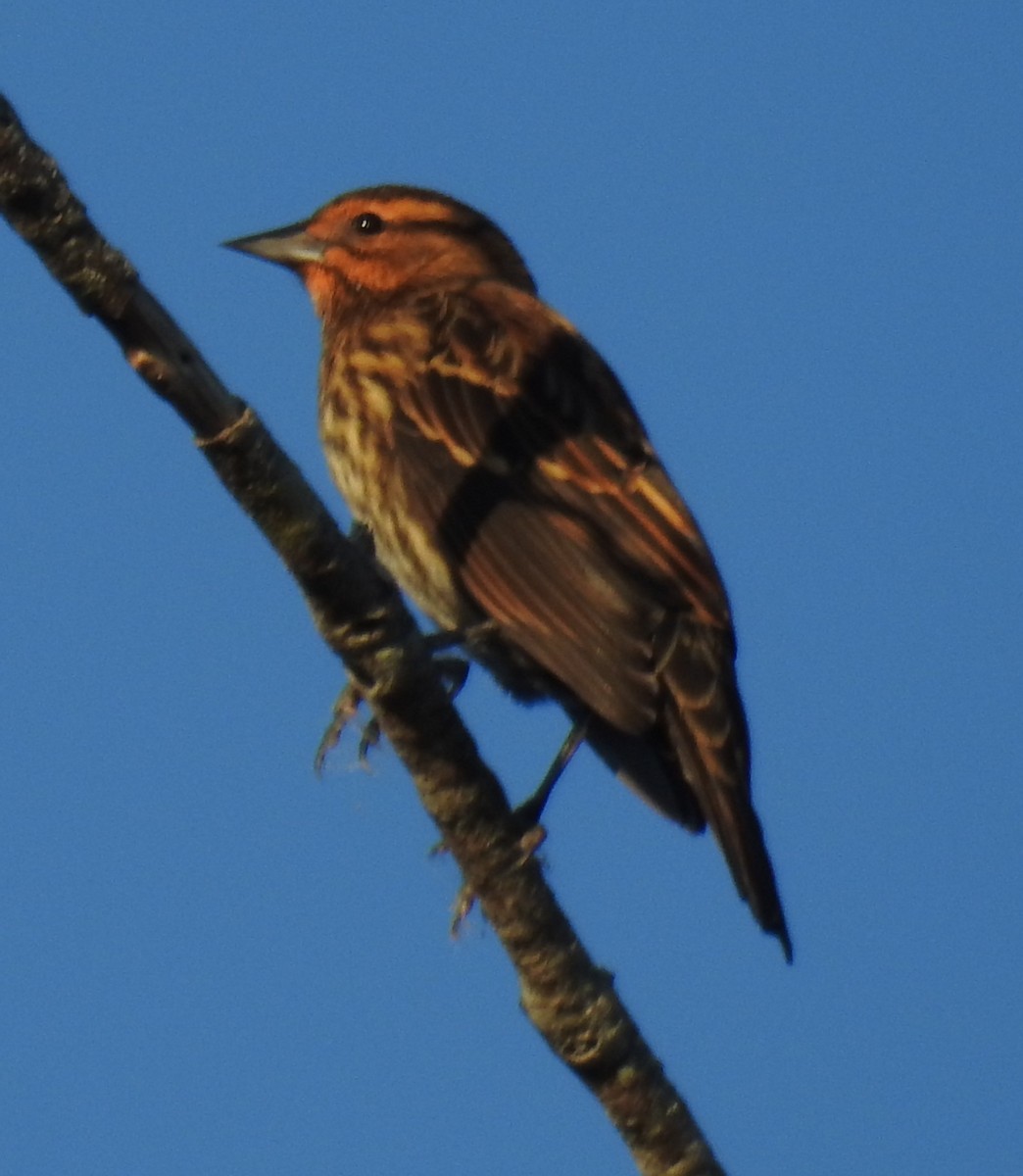 Red-winged Blackbird - ML645404122