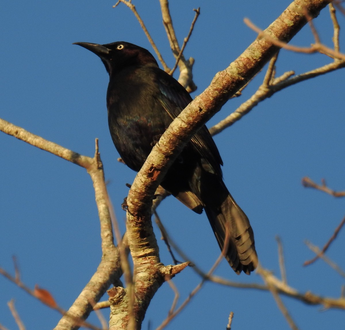 Common Grackle - ML645404135