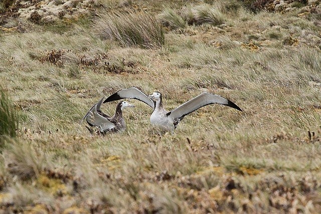 Amsterdam Albatross - ML645404145