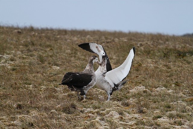 Amsterdam Albatross - ML645404146