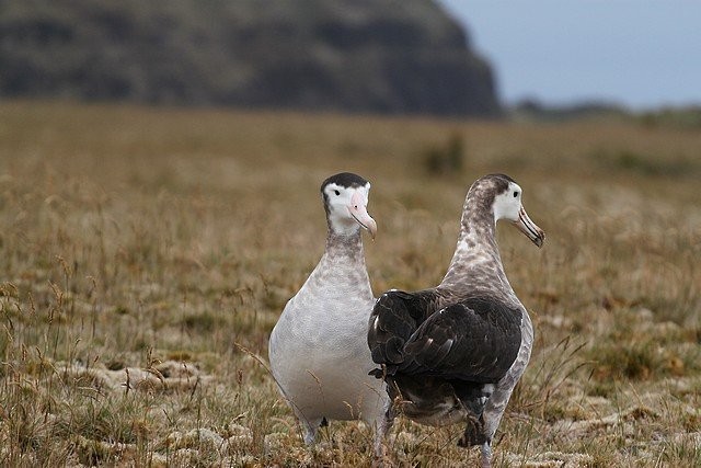 Amsterdam Albatross - ML645404147