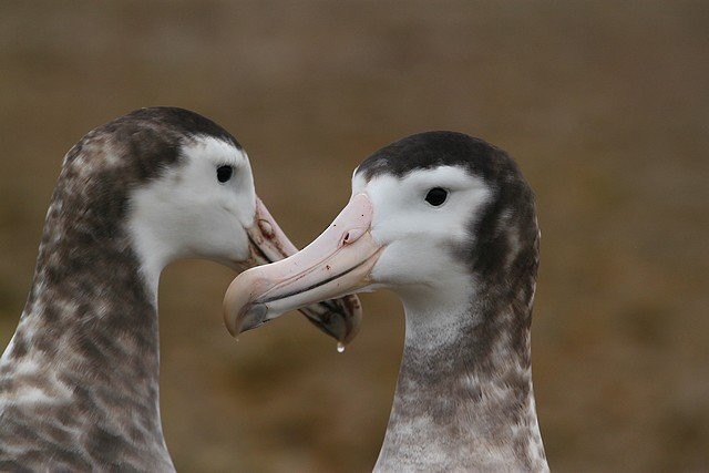 Amsterdam Albatross - ML645404148