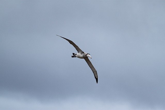 Amsterdam Albatross - ML645404149