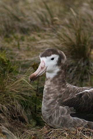 Amsterdam Albatross - ML645404150