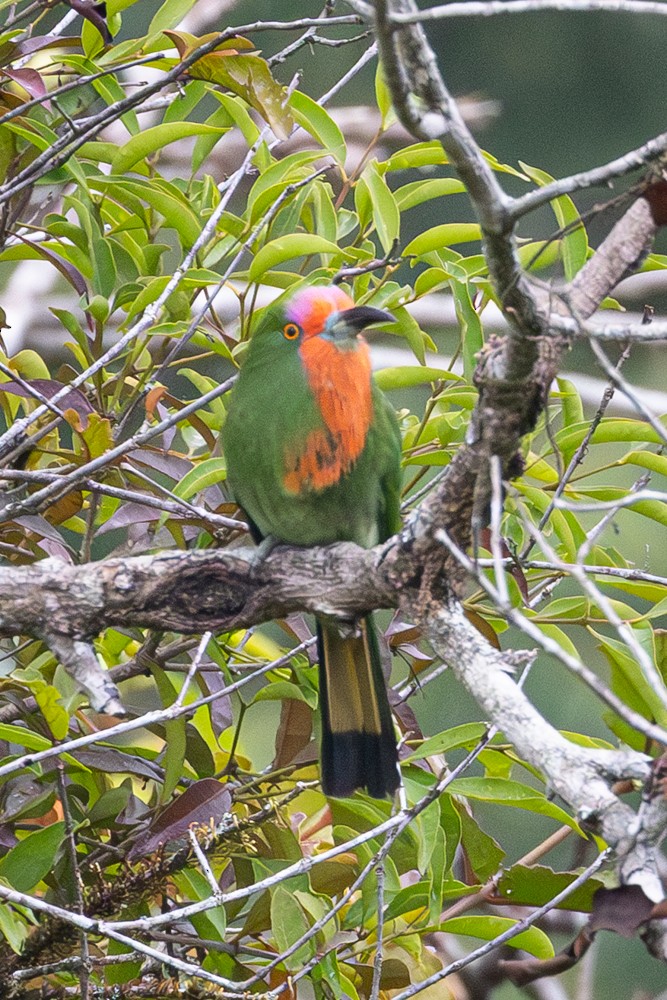 Red-bearded Bee-eater - ML645404167