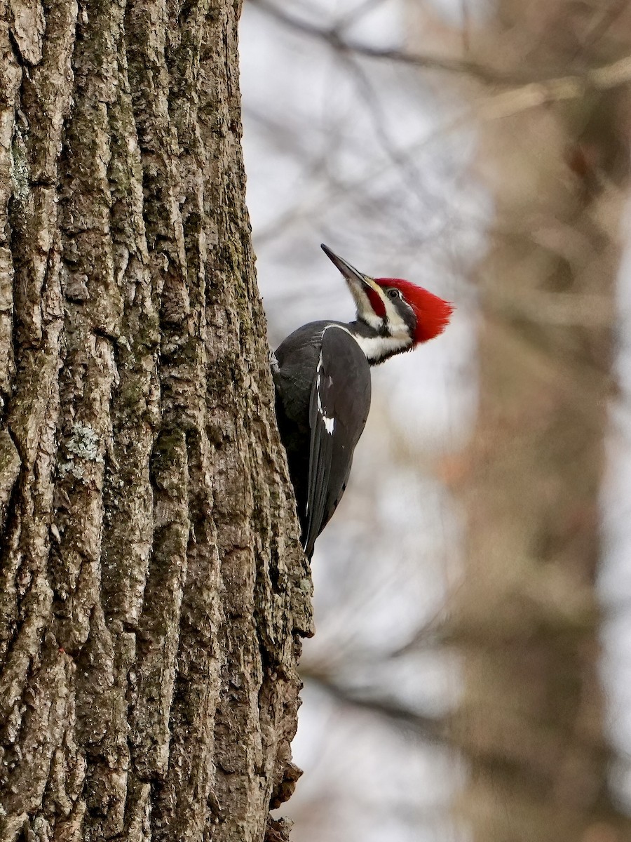 Хохлатая желна - ML645404181