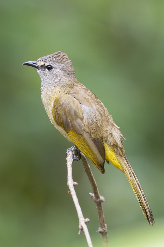 Flavescent Bulbul - ML645404183