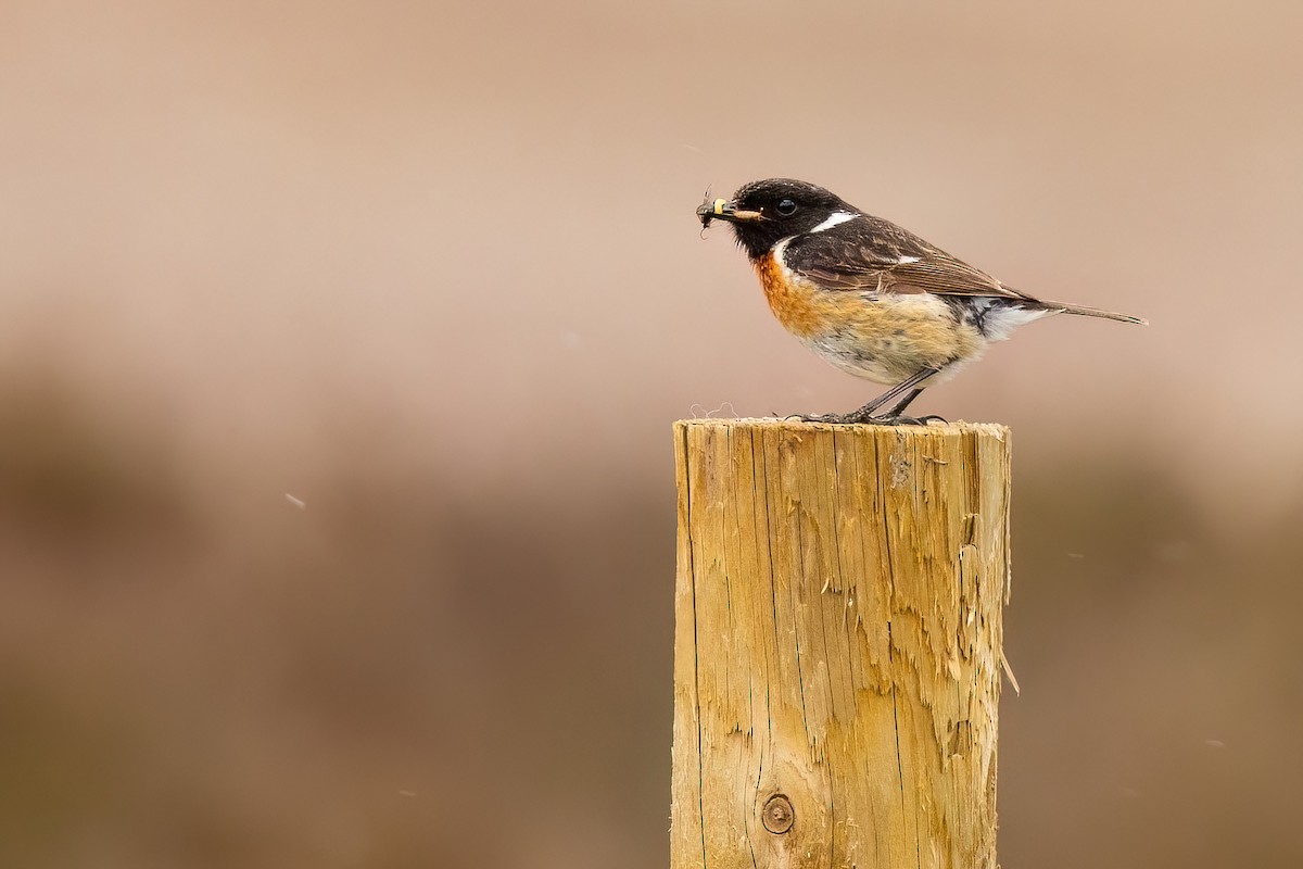 European Stonechat - ML645404199