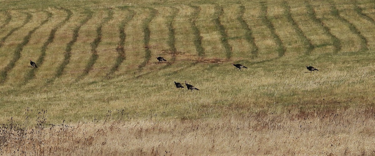 Tacchino selvatico - ML645404238