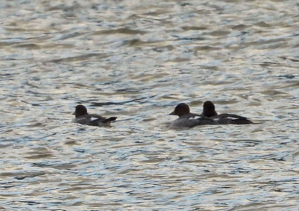 Common Goldeneye - ML645404272