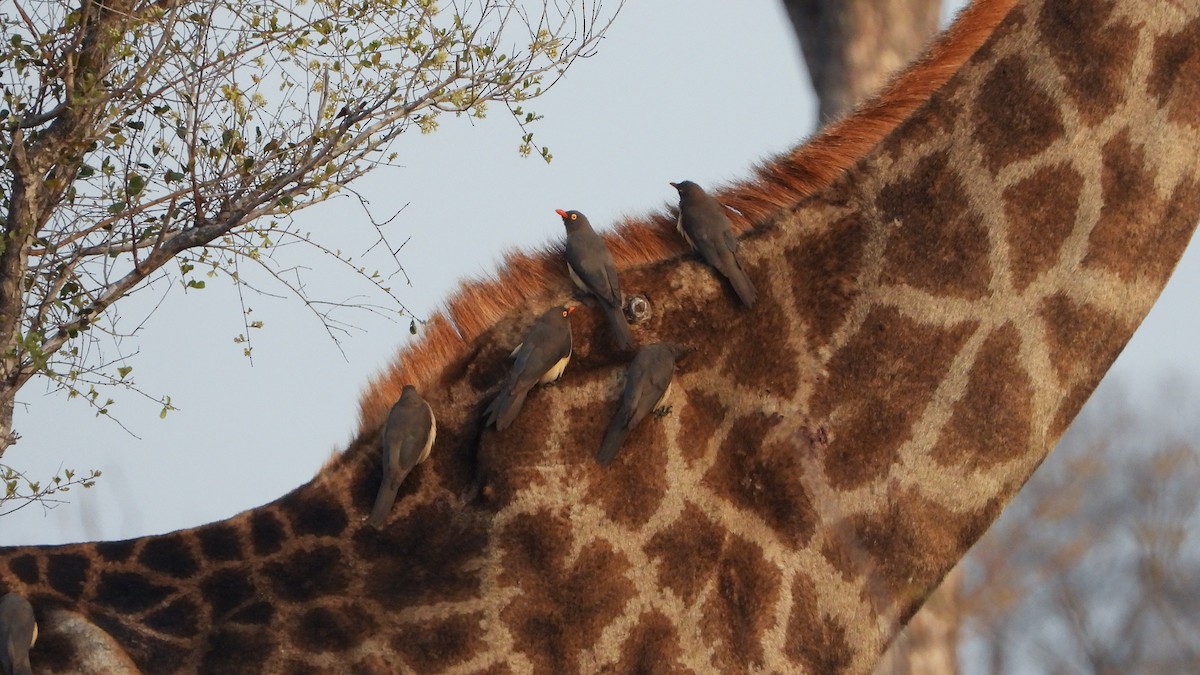 rødnebboksehakker - ML645404281