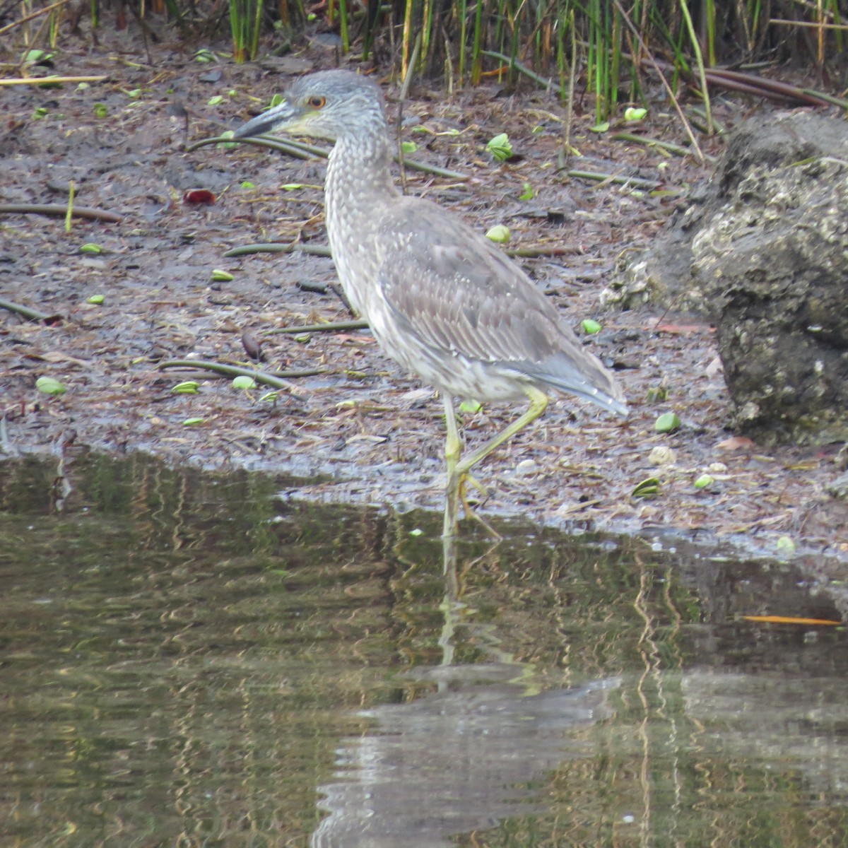 אנפת לילה צהובת-כיפה - ML645404288