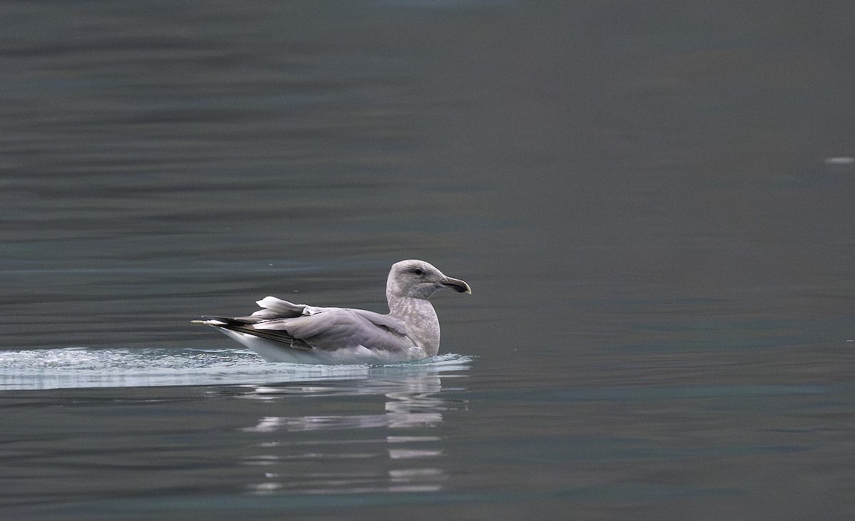 Western x Glaucous-winged Gull (hybrid) - ML645404291