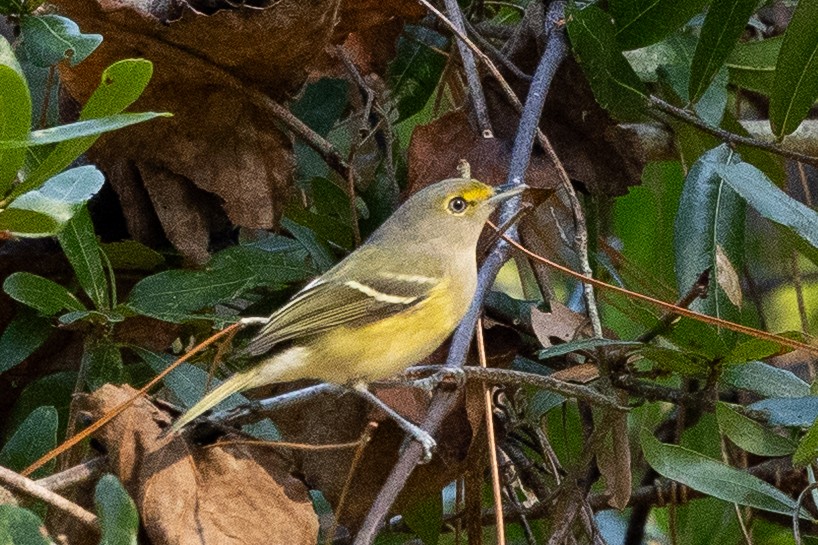 White-eyed Vireo - ML645404296