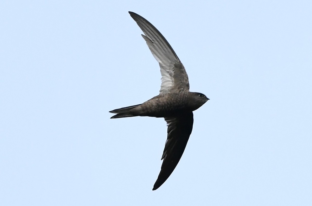 Серпокрилець канарський - ML645404301