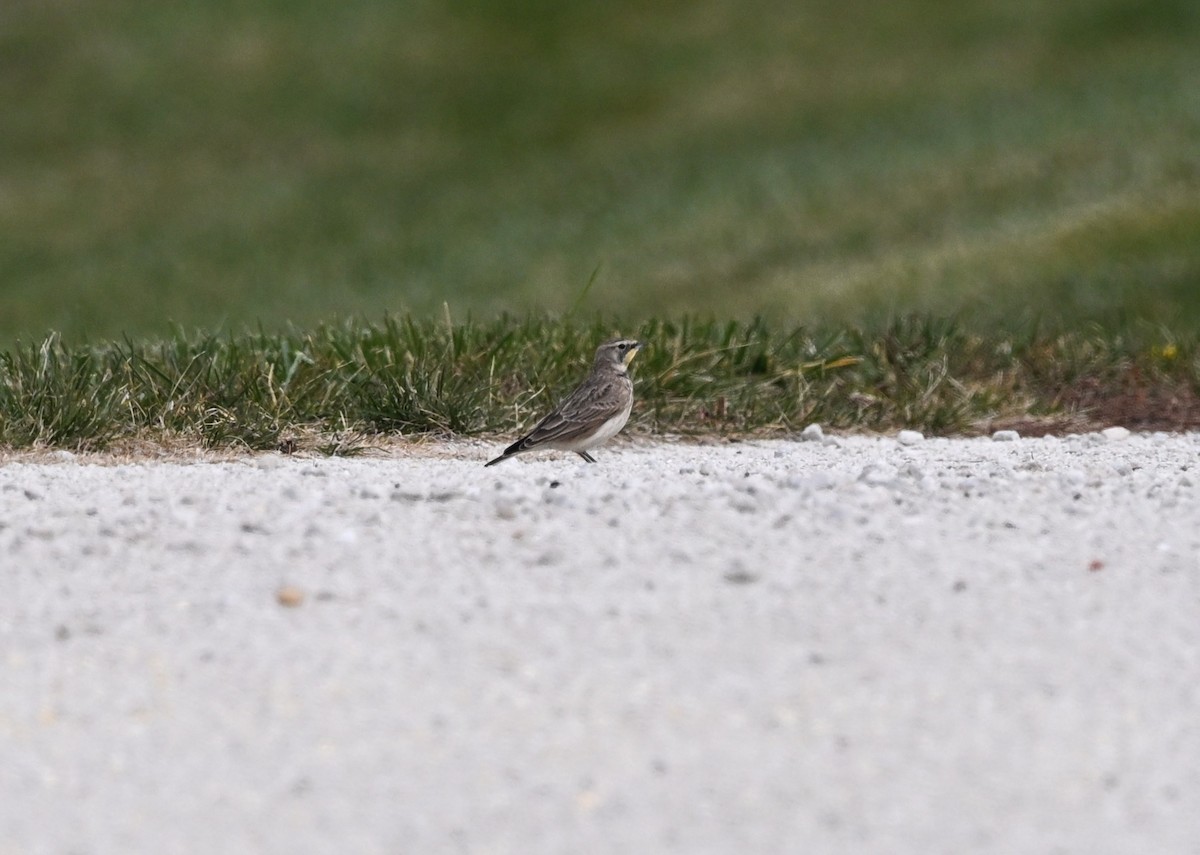 Horned Lark - ML645404319