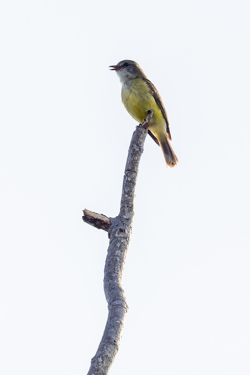 Lemon-bellied Flyrobin - ML645404321