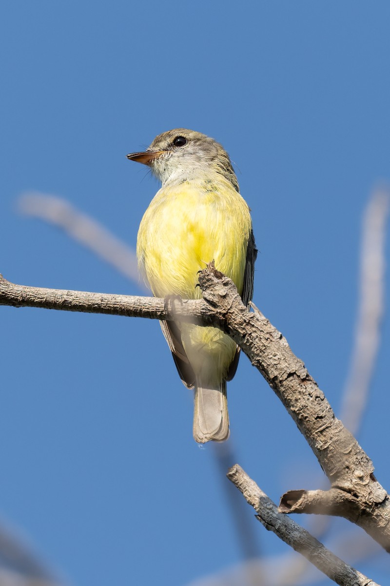 Lemon-bellied Flyrobin - ML645404322