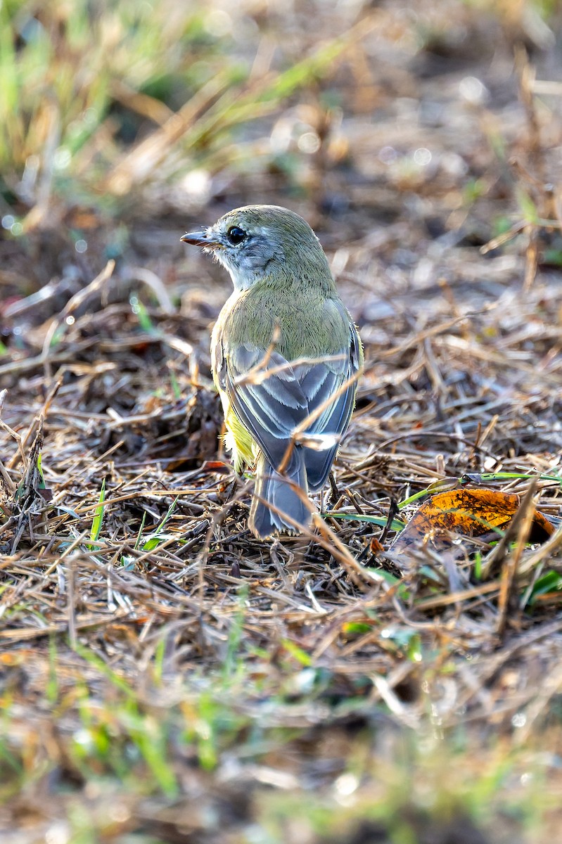 Lemon-bellied Flyrobin - ML645404323