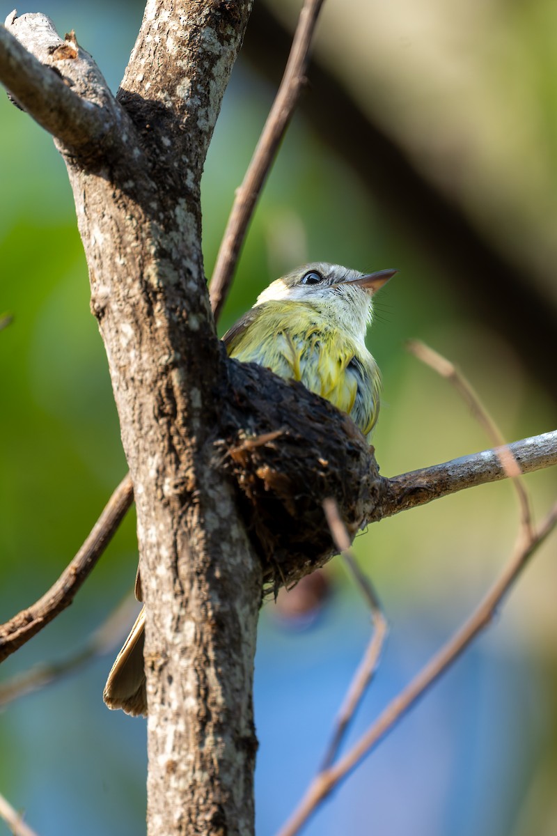 Lemon-bellied Flyrobin - ML645404325