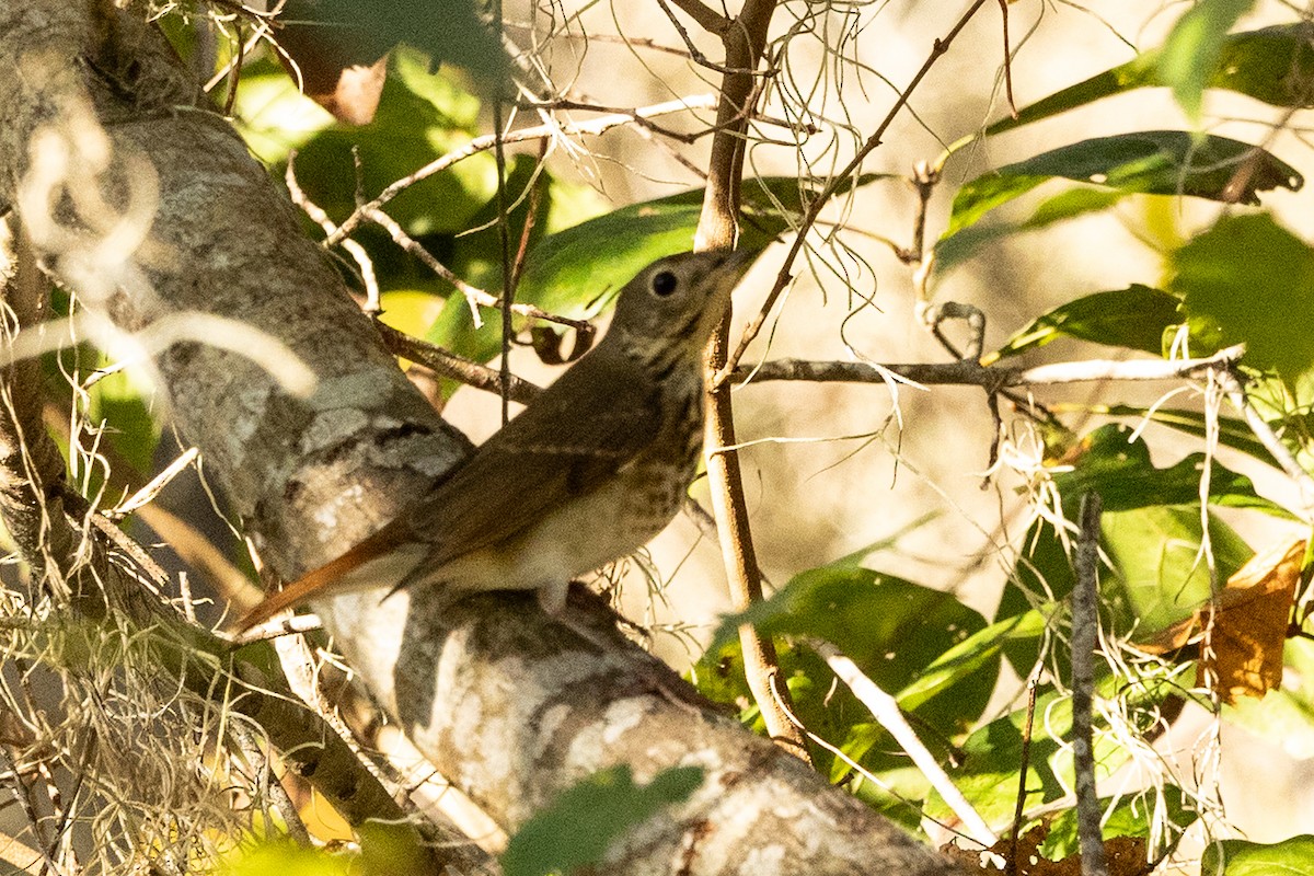 Hermit Thrush - ML645404332
