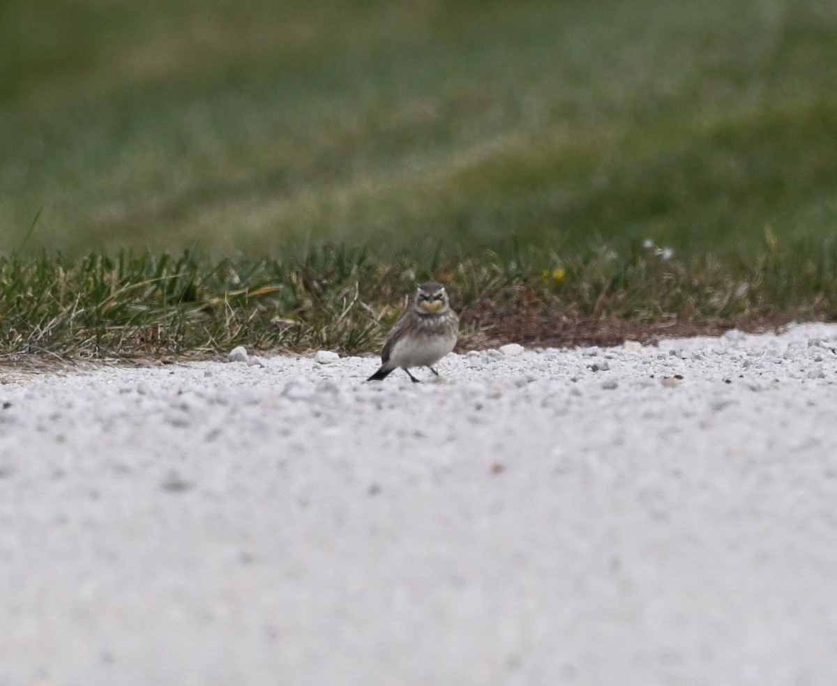 Horned Lark - ML645404333
