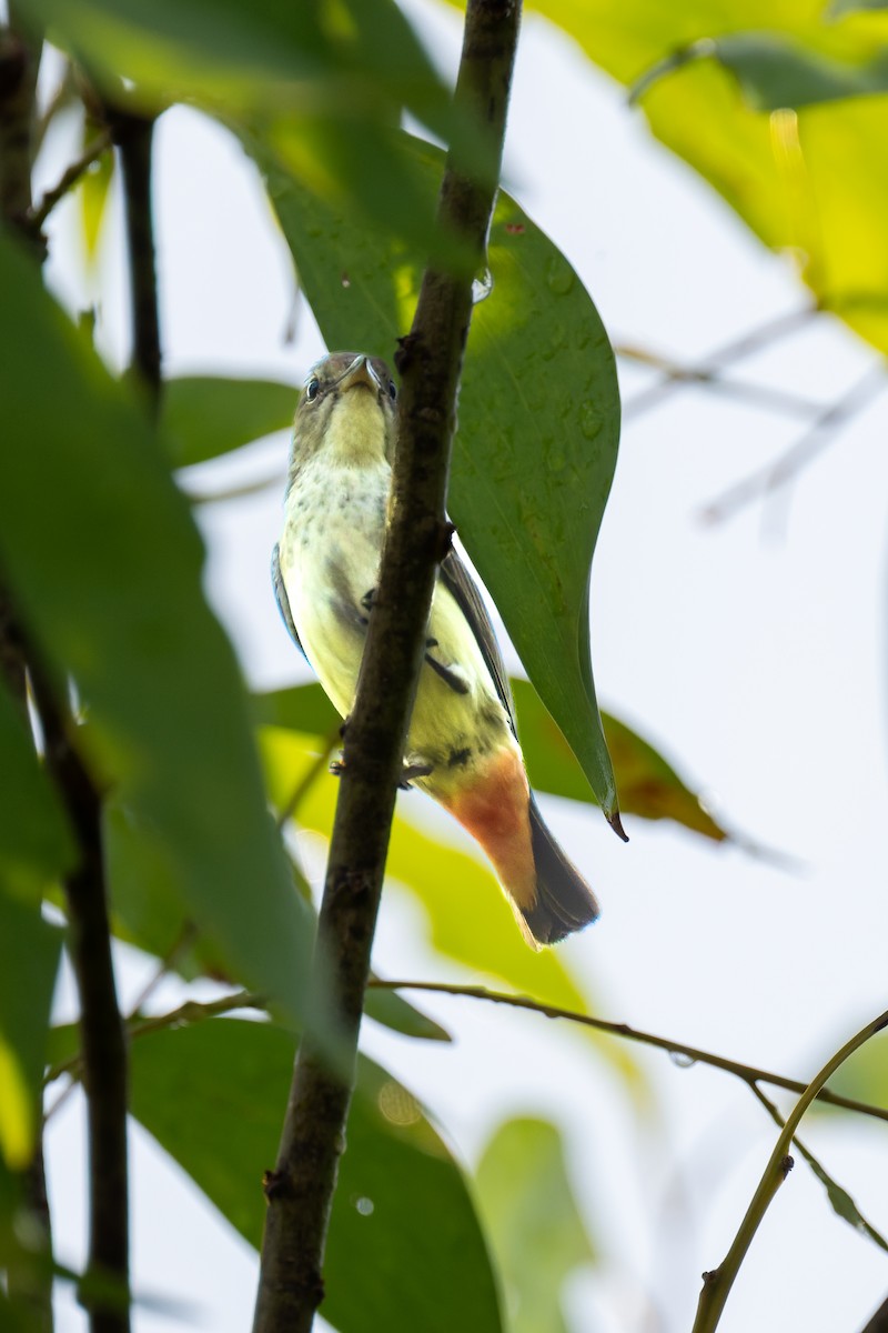 Mistletoebird - ML645404334