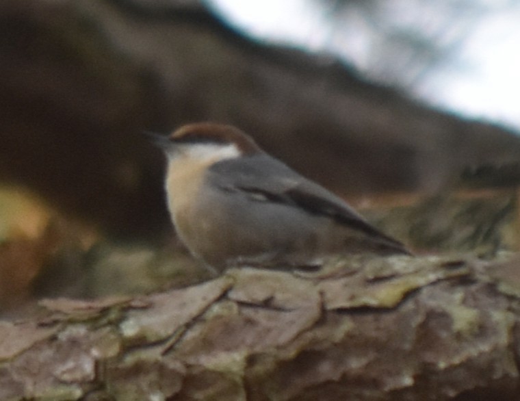 Sittelle à tête brune - ML645404341