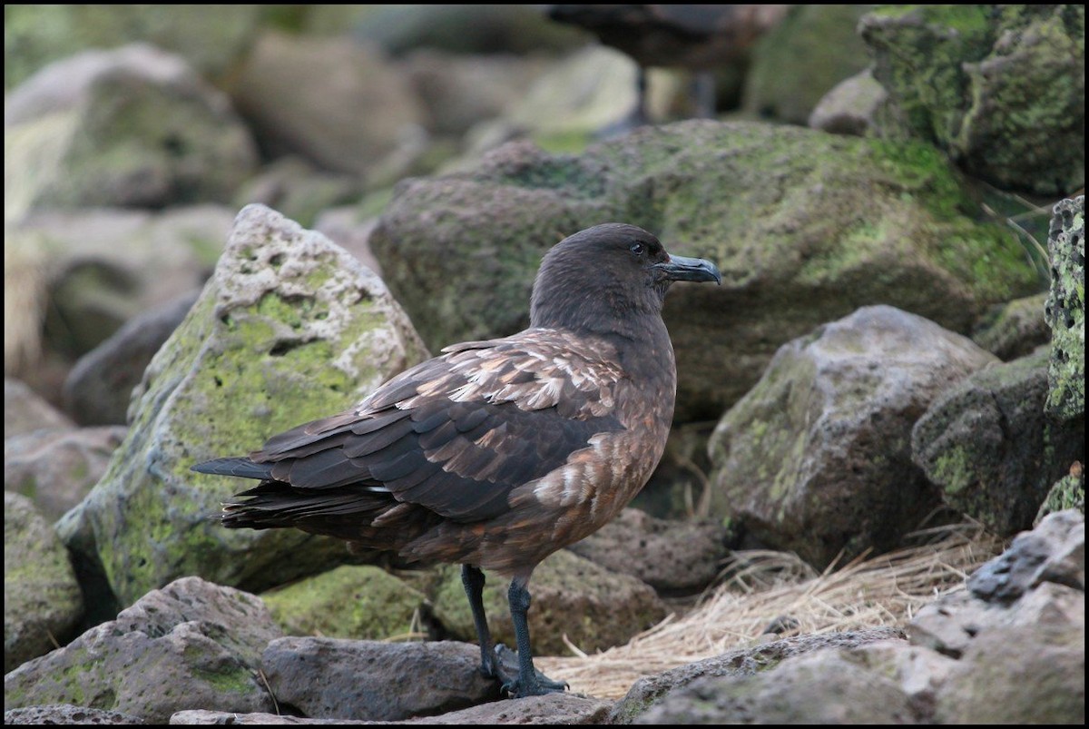 Brown Skua (Subantarctic) - ML645404342