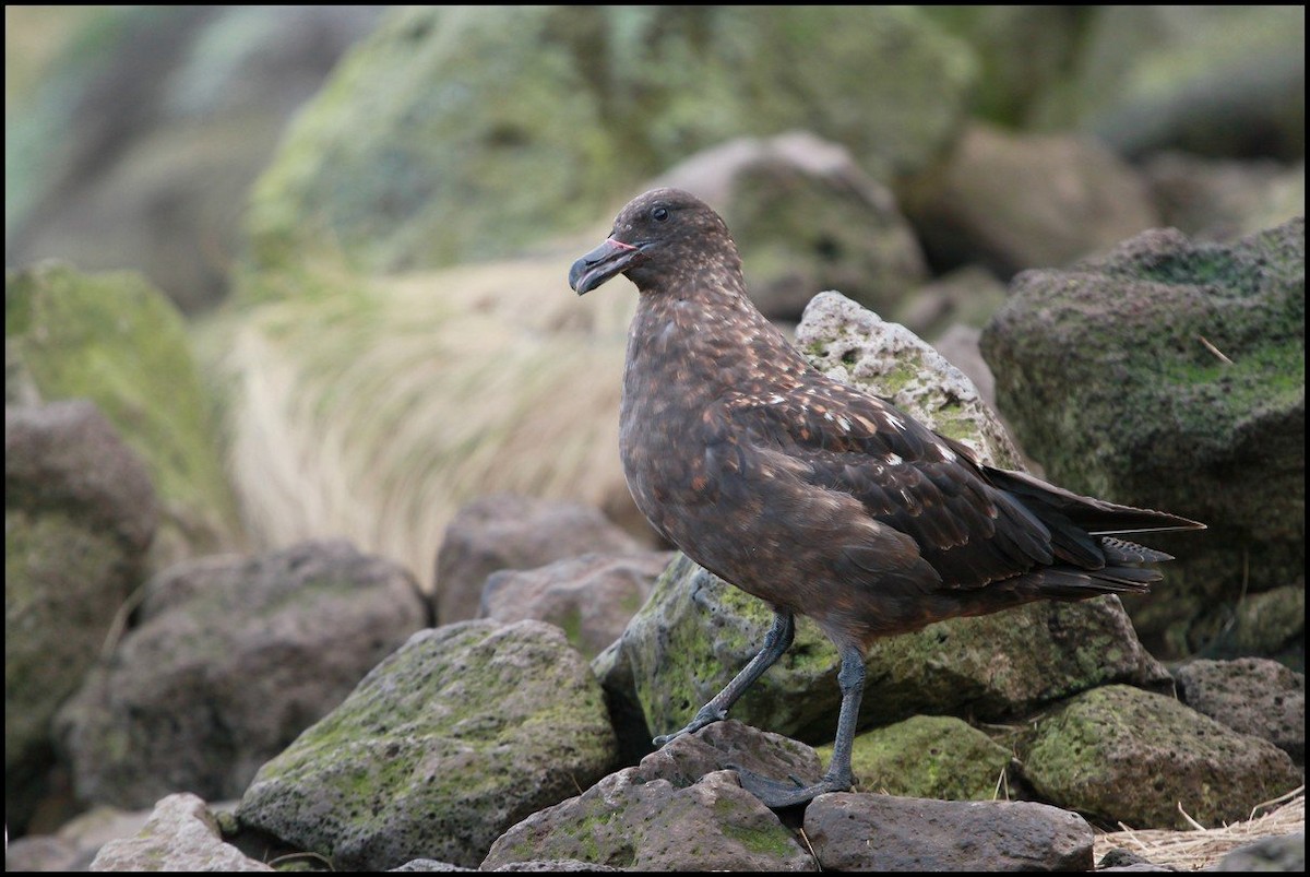Brown Skua (Subantarctic) - ML645404343
