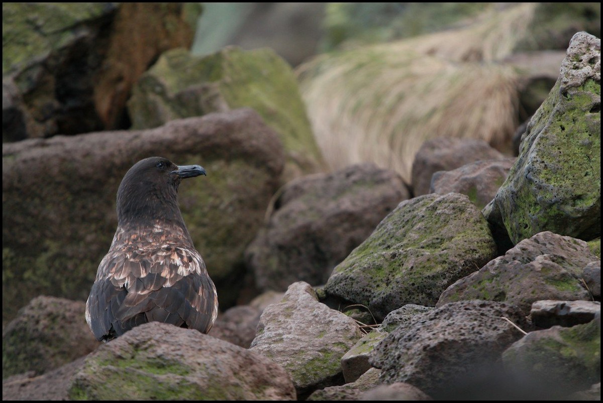 Brown Skua (Subantarctic) - ML645404344