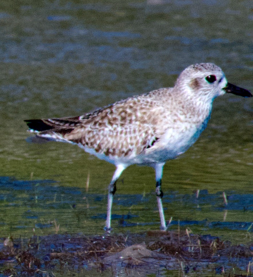 חופזי מנומר - ML645404348