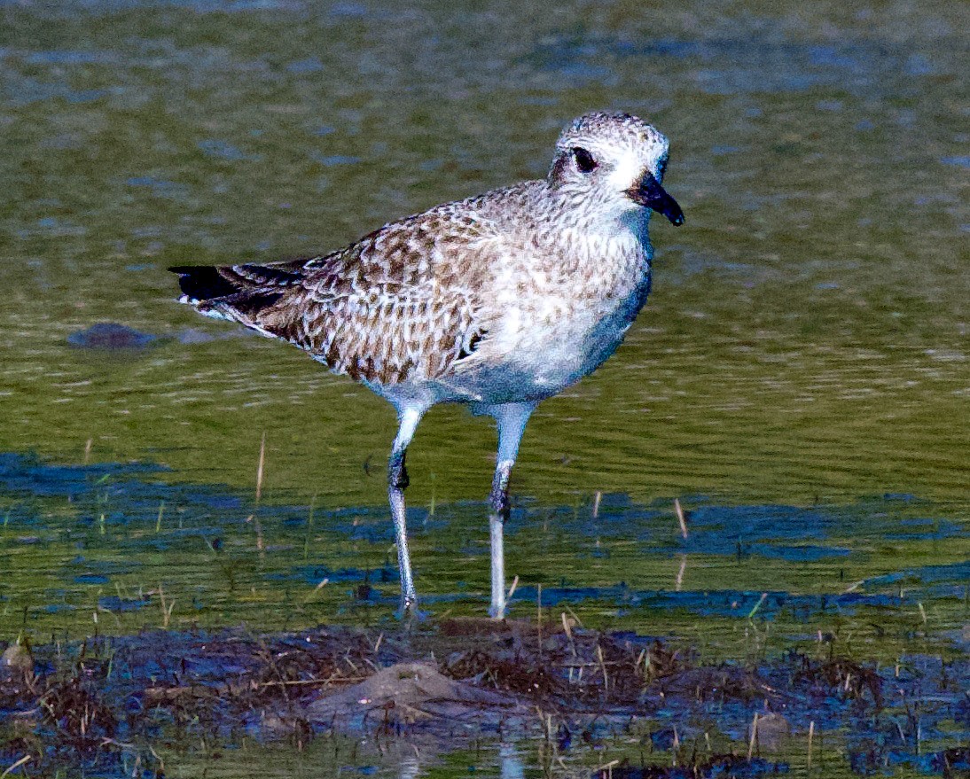 חופזי מנומר - ML645404349