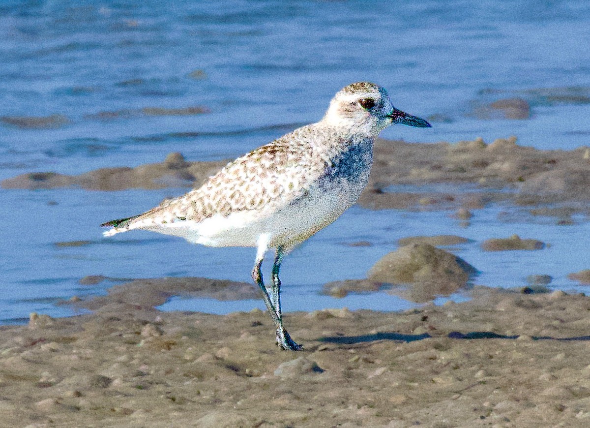 חופזי מנומר - ML645404351